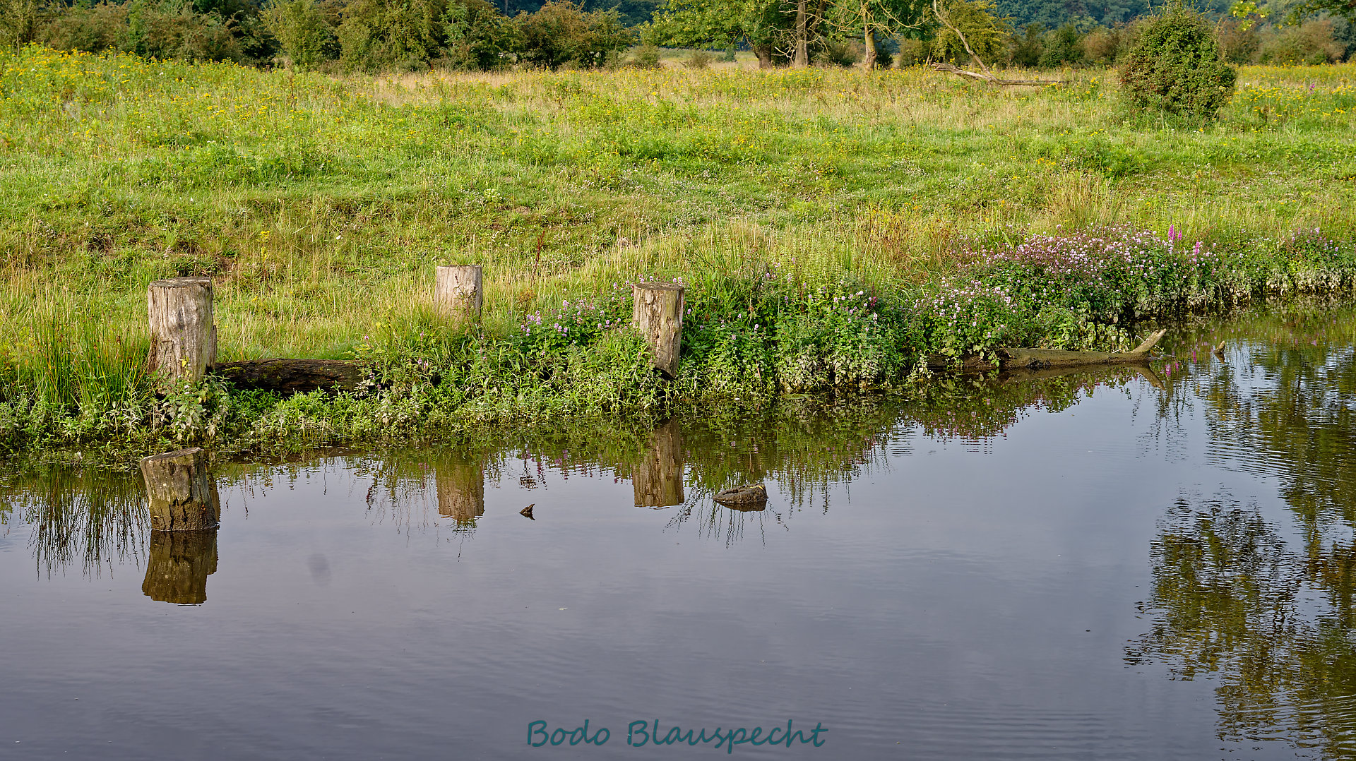 Pflanzen   Steveraue   2023.08.14 08.30 67 HD